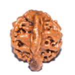 Ganesh Rudraksha