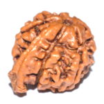 Ganesh Rudraksha
