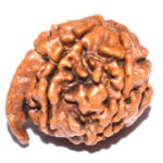Ganesh Rudraksha
