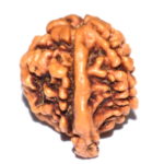 Ganesh Rudraksha