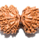 Gauri Shankar Rudraksha - 8 Mukhi
