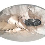 Rare Big Size Rama Shaligram