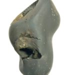 Matsya Shaligram