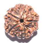 Collector 5 Mukhi Rudraksha