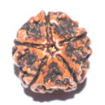 Collector 5 Mukhi Rudraksha