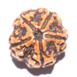 Collector 5 Mukhi Rudraksha