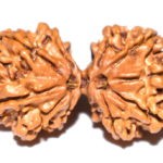 Collector Gauri Shankar Rudraksha - 10 Mukhi