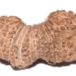 Collector Trijuti Rudraksha