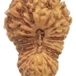 25 Mukhi Rudraksha