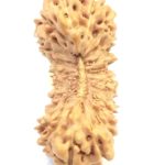 Collector 25 Mukhi Rudraksha
