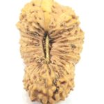 Collector 27 Mukhi Rudraksha
