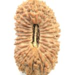 Super Collector 27 Mukhi Rudraksha