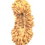 Collector 31 Mukhi Rudraksha