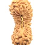 Collector 33 Mukhi Rudraksha