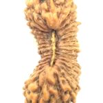 Collector 32 Mukhi Rudraksha