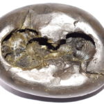 Kapila Narsimha Shaligram