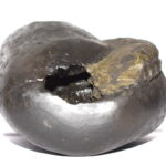 Varaha Shaligram