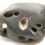 Vishvambhara Shaligram