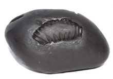 Matsya Shaligram