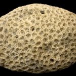 Rare Big Size Dwarka Shila