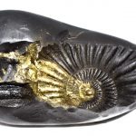 Matsya Shaligram