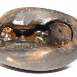 Maha Narsimha Shaligram