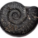 Adwaitya Laxmi Sudarshan Maha Vishnu Shweta KalpVriksha Shaligram
