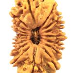 17 Mukhi Rudraksha