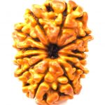 12 Mukhi Rudraksha