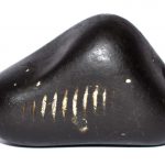 Adwaitya Shweta Laxmi Kurma Shaligram