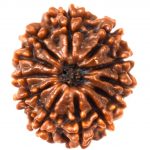 Collector 12 Mukhi Rudraksha