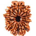 Collector 12 Mukhi Rudraksha