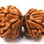 Collector Gauri Shankar Rudraksha - 9 Mukhi
