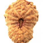 Collector 17 Mukhi Rudraksha