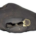 Rare Big Size Varaha Shaligram