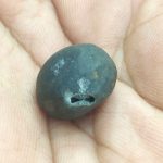 Kurma Shaligram