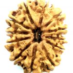 Collector 12 Mukhi Rudraksha