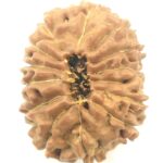 Collector 13 Mukhi Rudraksha