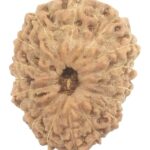 16 Mukhi Rudraksha - Java