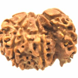 Collector 1 Mukhi Savar Rudraksha / Collector Naag Savar Rudraksh