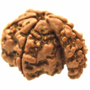 Collector 1 Mukhi Savar Rudraksha / Collector Naag Savar Rudraksh