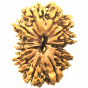 Super Collector Size 15 Mukhi Rudraksha - Nepal