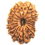 15 Mukhi Rudraksha - Nepal - Collector Size - 28.02 mm