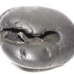Adwaitya Shweta Shreedhara Mahavishnu Tilak Laxmi Narayan Shaligram