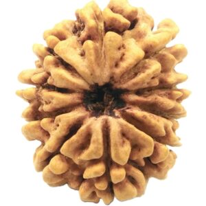 10 Mukhi Rudraksha
