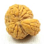 1 Mukhi Savar Rudraksha / Naag Savar Rudraksh
