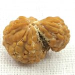 1 Mukhi Savar Rudraksha / Naag Savar Rudraksh