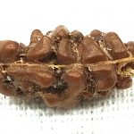 1 Mukhi Rudraksha