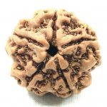 Collector 5 Mukhi Rudraksha