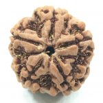 Collector 5 Mukhi Rudraksha